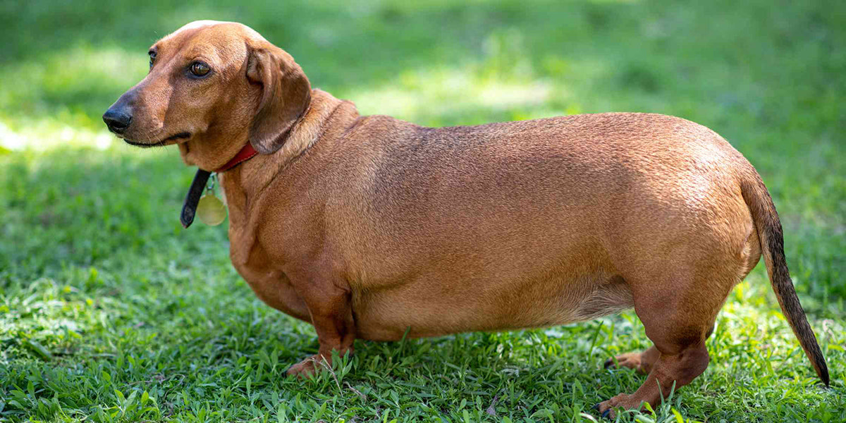 fat dog - Weight Management in Dogs Made Easy by PetWell